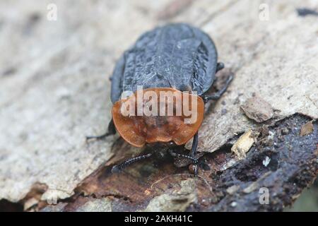 Oiceoptoma thoracica, noto come il Red-breasted Carrion Beetle Foto Stock