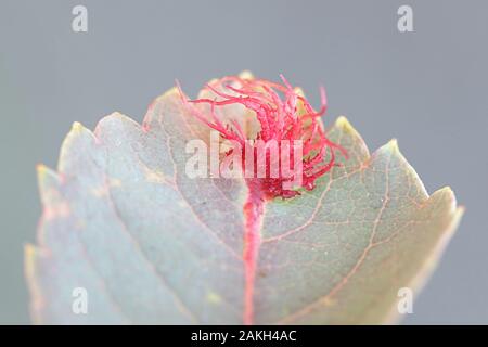 Gallo Rosso in rosa selvatica, Rosa glauca, infettate con rose gall wasp, Diplolepis rosae. Il fiele è noto come il rose bedeguar gall, Robin's puntaspilli, o m Foto Stock