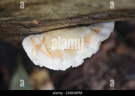 Postia fragilis, noto come il marrone-colorazione Polypore formaggio, staffa selvatici funghi dalla Finlandia Foto Stock