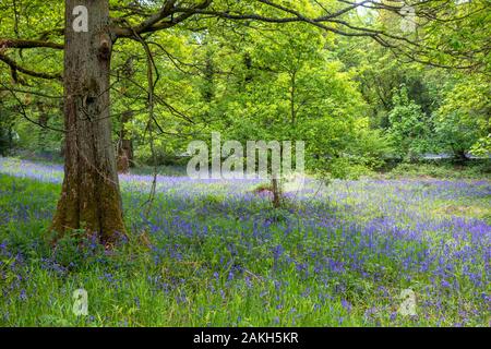 Bluebells in un bosco vicino Honley, West Yorkshire, Inghilterra, Regno Unito Foto Stock