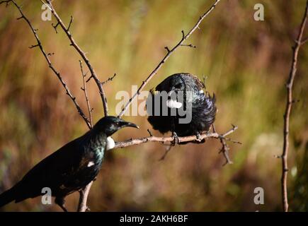 Un pieno incorniciato da vicino di due splendidamente colorate Tui selvatici uccelli sull'Isola del Sud della Nuova Zelanda. Essi sono molto importanti nella cultura Maori. Foto Stock