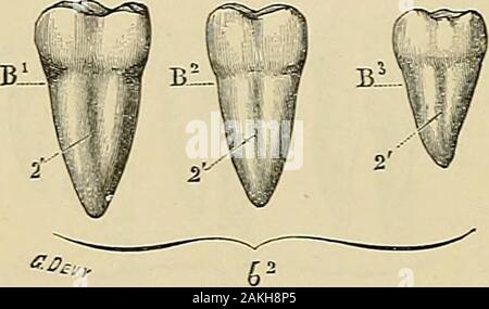 Traité d'anatomie humaine : anatomie descrittivo, histologie, développement . Foto Stock