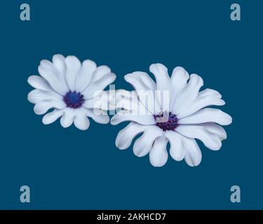 Bianco isolato African daisy, Osteospermum, fiori su sfondo blu Foto Stock