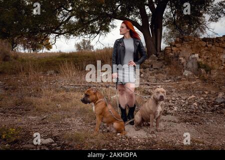 Bella giovane donna in una giacca di pelle e stivali pesanti passeggiando con due belle American Staffordshire pit tori in rigorosa dei collarini Foto Stock