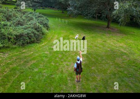 Addestratore del cane della pistola con i cani di lavoro di addestramento del Labrador Foto Stock