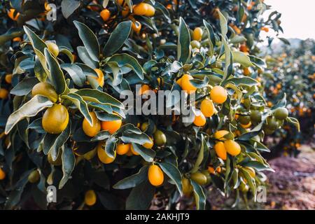 Frutti di una Fortunella arancio Citrus sinensis, maturate al sole su una piantagione di Valencia. Foto Stock