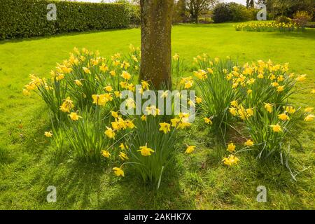 Narcisi naturalizzati che fioriscono intorno al bole di un albero d'acero in un giardino inglese a marzo Foto Stock