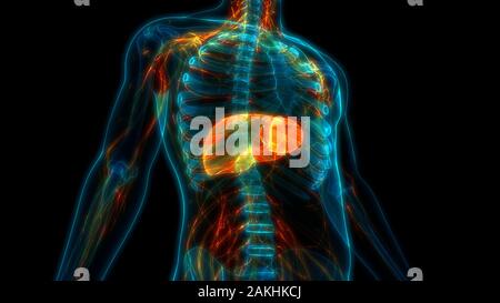 Interno umano organo digerente anatomia del fegato Foto Stock