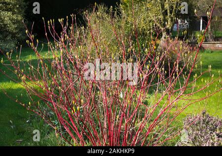 Un deciduo cornus alba Sibirica Westonbirt mostrando il suo colore rosso brillante steli durante l'inverno quando ci sono pochi colori naturali in un giardino inglese Foto Stock