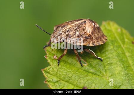 Tartaruga ninfa Shieldbug (Eurygaster "testudinaria) seduto sul Rovo foglie. Tipperary, Irlanda Foto Stock