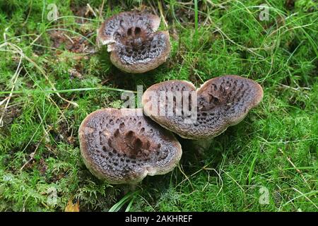 Sarcodon imbricatus, noto come il riccio incastrata, squamosa riccio o dente squamosa, dente funghi dalla Finlandia Foto Stock