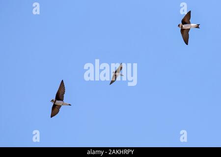 Tre sabbia europea martins / Banca rondini / sabbia a collare martin (Riparia Riparia / Hirundo riparia) in volo contro il cielo blu Foto Stock