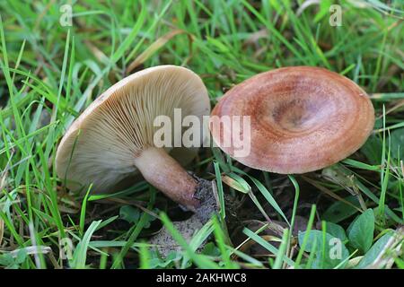 Lactarius quietus, noto come la quercia milkcap, oakbug milkcap o milkcap meridionale, funghi selvatici dalla Finlandia Foto Stock