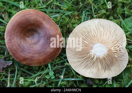 Lactarius quietus, noto come la quercia milkcap, oakbug milkcap o milkcap meridionale, funghi selvatici dalla Finlandia Foto Stock