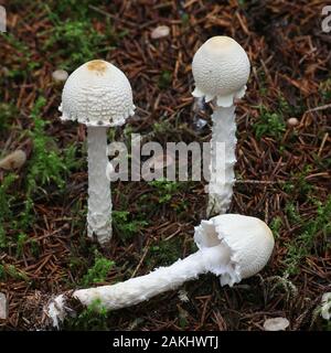 Lepiota clypeolaria, noto come lo scudo dapperling o shaggy-sgambate Lepiota, fungo velenoso dalla Finlandia Foto Stock