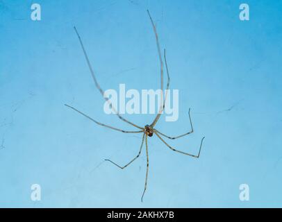 Foto macro del ragno di papà gambe lunghe (Phalangium opilio). Il ragno è nella sua ragnatela, appeso. Sfondo blu. Foto Stock