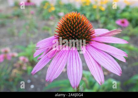 Acquisizione dettagliata dei singoli purple coneflower, Echinacea purpurea Foto Stock