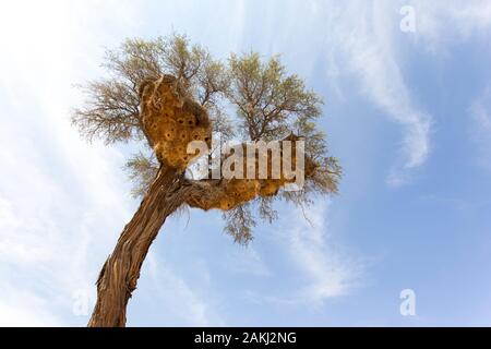 Tessitori di grande nido su un albero in Namibia deserto Foto Stock