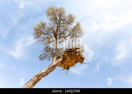 Tessitori di grande nido su un albero in Namibia deserto Foto Stock