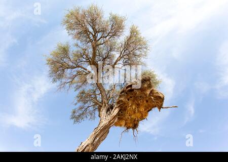 Tessitori di grande nido su un albero in Namibia deserto Foto Stock