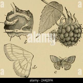 Insetti dannosi per frutti . su thel(!!jf. Fig. 330 mostra la larva, a grandezza naturale, sul frutto ; 6, un enlargedview di uno di thesegments di itsbody, mostrando thehairs con cui itis ornato. Themoth, del NAT-ural dimensione, è visto atc, mentre a d un en-grandi isgiven contorno di uno pairof le ali. La larva reachesmaturity circa iltempo della ripeningof il lampone, quando esso è di circa tre quarti di un inchlong, di un giallo-grigio colore, essendo ciascun segmento furnishedwith diversi brevi spine. Esso ha l'abitudine di disguisingitself attaccando le sue proiezioni spinose tiny bit Foto Stock