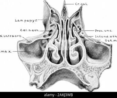 Sviluppo e anatomia dell'accessorio nasale seni nell'uomo; osservazioni basate su duecento novanta laterali pareti nasale, che mostra le varie fasi e i tipi di sviluppo dell'accessorio zone sinusale dal sessantesimo giorno di vita fetale a maturità avanzata . t della linea mediana. La porzione anteriore della Concha media e un smallportion di osso frontale sono stati rimossi per mostrare le strutture enteringinto la formazione laterale di parete nasale, e anche la posizione del ostiafrontalia. In questo caso ci sono tre frontales sinusale-one nella giusta latoe due a sinistra sid Foto Stock