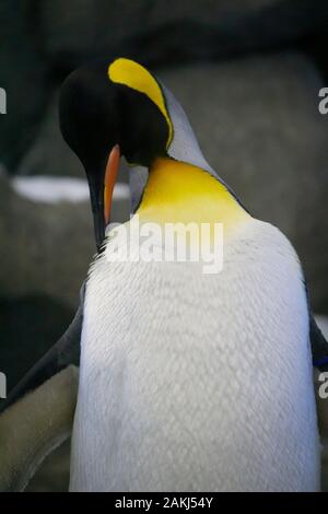 Pinguino reale dello Zoo di Calgary Foto Stock