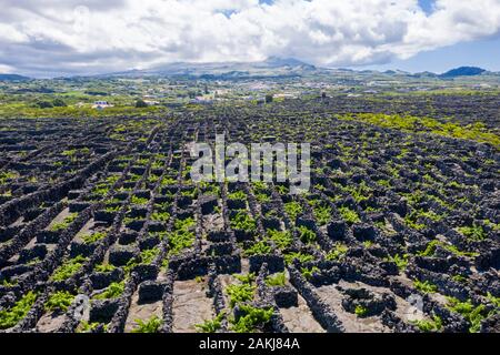 Man-made paesaggio della cultura vinicola dell'isola Pico, Azzorre, Portogallo. Modello di distanziate lungo pareti lineare in funzione della navigazione e parallela t Foto Stock