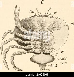 La teoria dell'evoluzione . Abd Fig. 112. Sviluppo del crostaceo parassita Sacculina carcini, afterDelage. Un, Nauplius stadio. Au, occhio. I, II, III, le tre coppie di appendici.B, Cypris-stadio. VI-^I, le appendici di nuoto. C animale maturo {Sacc),attaccata al suo ospite, lo shore-granchi {Carcinus mcenas), con un feltwork di fineroot-processi avvolgente il granchi visceri, s, levetta. Sacc, corpo di theparasite, oe, apertura della covata-cavit}. Abd, addome del granchio conl'ano (a), nella singolare creatura che ora possiamo vedere in sessualmente matureform. Lo stesso è il caso con le numerose Foto Stock