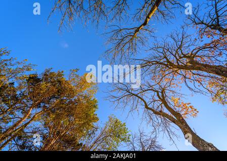 In autunno gli alberi contro il cielo blu visto dal di sotto Foto Stock