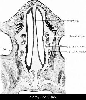 Sviluppo e anatomia dell'accessorio nasale seni nell'uomo; osservazioni basate su duecento novanta laterali pareti nasale, che mostra le varie fasi e i tipi di sviluppo dell'accessorio zone sinusale dal sessantesimo giorno di vita fetale a maturità avanzata . xpansion del meato medius che si estende in direzione ananterosuperior, formando il recessus frontalis ofKillian. Siamo convinti che lo studio delle cellule eth-moidales anteriore e le relazioni di ostia frontaliais semplificato dalla suddivisione di questa rientranza come segue: (a) Thatportion della rientranza laterale giacente al process Foto Stock