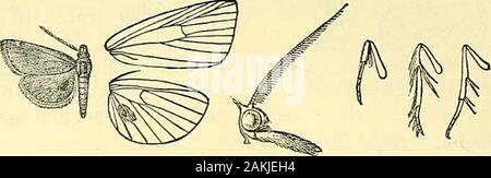 Falene . d con fuscous ; un paleline alla base delle ciglia. Hab. Khasis. Scad. 22 millim. Genere PROSARIS.Prosaris, Meyr. Trans. Ent. Soc. 1894, p. 12. Tipo, P. pernigralis, Meyr. La gamma. N.E. India ; la Birmania. Palpi curvo verso il basso, per più di due volte la lunghezza della testa,e fittamente scalata; palpi mascellari dilatata con scale e welldeveloped: un gran ciuffo frontale; proboscide piccola; antenne di malewith lunghe ciglia; tibiae e giunti prossimale del tarso orlata withhair; fore femori con un ciuffo di capelli di seguito. Ala dei pori qualche-cosa stretta, l'apice prodotte e il margine esterno obliquo vene ;4, 5 non approssimata a Foto Stock