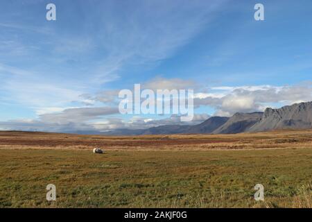 Una pecora in un paesaggio da sogno Foto Stock