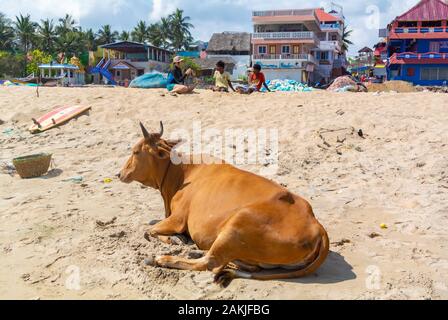 Mucca relax su una spiaggia, Mahabalipuram, Tamil Nadu, nell India meridionale Foto Stock