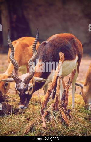 Blackbuck bello (Antilope cervicapra) mangia l'erba. Foto Stock