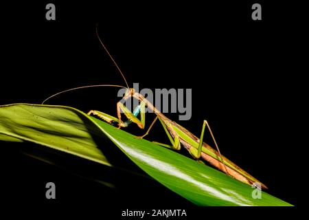 Grosso insetto mantide religiosa sulla foglia verde, Nosy Mangabe national park, Africa Madagascar wildlife Foto Stock