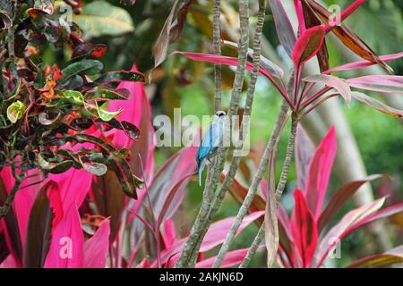 Bellissimo piccolo uccello blu tra piante di rosa in Costa Rica Foto Stock