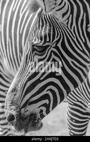 Testa girato in monocromo di Grévy zebra (Equus grevyi) o Imperial Zebra questa è la più grande e più minacciata delle tre specie di zebre Foto Stock