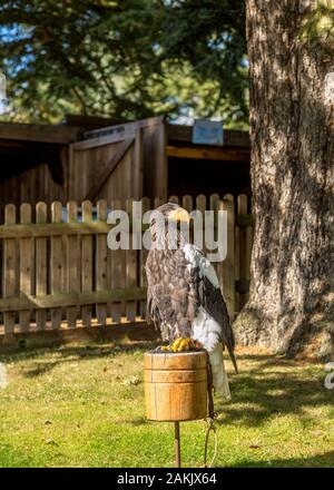 Vedute del Castello di Warwick, Warwickshire, Inghilterra in una giornata di sole in 2018. Foto Stock