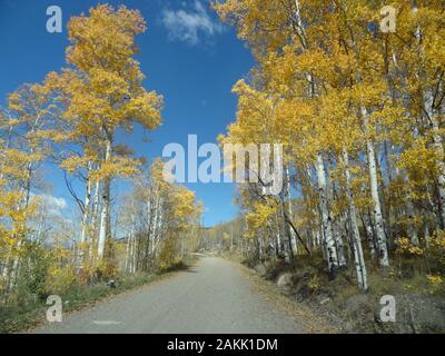 Aspens di caduta Foto Stock