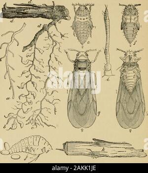 Insetti dannosi per frutti . iiighly ingrandita, la breve linee o puntini a lato showingthe dimensione naturale. Durante il primo anno di presenza di insetti il outwardmanifestations della malattia sono molto lieve, sebbene thefibrous radici possono a questo punto essere coperto con il piccolo rigonfiamento-rali; ma, se l'attacco è grave, il secondo anno la leavesassume un malaticcio cast giallastro e il solito yearlygrowth vigorosa della canna è molto ridotto. Nel corso del tempo la vineusually muore; ma, prima che ciò avvenga, i pidocchi, avente littleor nessun tessuto sano per lavorare su, lasciare il vitigno morente e cercare Foto Stock