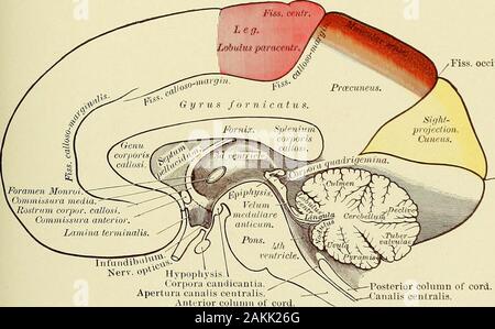 Un manuale per la moderna chirurgia : una esposizione delle dottrine accettato e approvato le procedure operative del tempo presente, per l'uso degli studenti e dei professionisti . Anatomia Topografica della corteccia. Localizzazione ofFunctions. (Ziehen.) Fiss, in posizione. occipitalis.. Corpora Hypoph candicantia.Apertura canal è centralis. Colonna anteriore del cavo. Fissura c colonna posteriore di corda.Canalis centralis. Anatomia Topografica della superficie interna di emisfero destro.La localizzazione delle funzioni. (Ziehen.) localizzazione cerebrale. 205 i sintomi relativi a lesioni di un numero limitato di aree ancora requirefurther differentiat Foto Stock