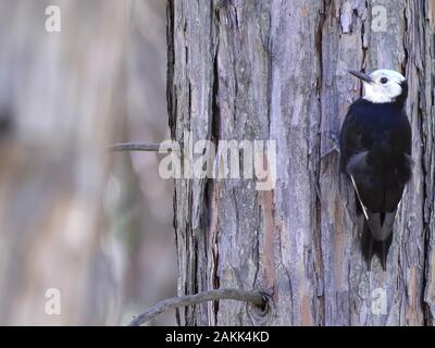 Bianco picchio con testa su un pino nel parco nazionale di Yosemite Foto Stock