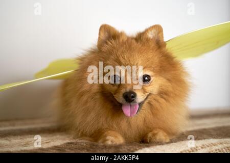 Bella foto Spitz tedesco indossa ala di farfalla. Foto Stock