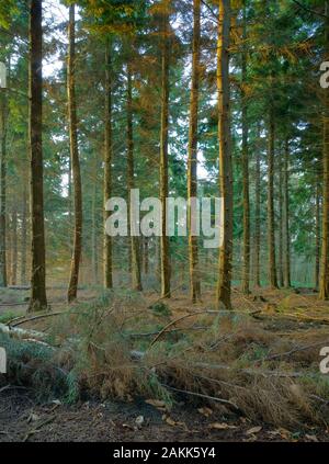Western alberi hemlock Tsuga heterophylla all ora d'oro. Foto Stock