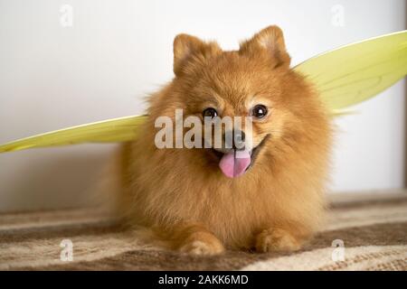 Bella foto Spitz tedesco indossa ala di farfalla. Foto Stock