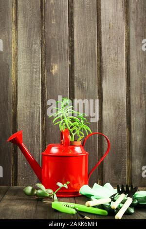 Ancora vita concetto di attrezzi da giardino, metallo rosso annaffiatoio con succulenti potatore e guanti. Colpo verticale. Spazio di copia Foto Stock