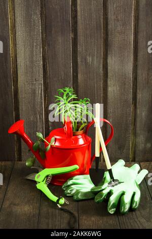 Metallo rosso annaffiatoio con succulenti potatore, strumenti, guanti su sfondo di legno nel villaggio. Copia dello spazio. Colpo verticale Foto Stock