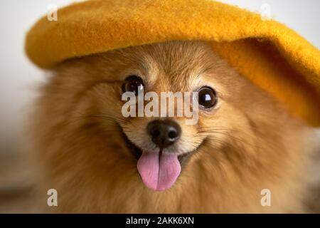 Bella foto Spitz tedesco indossa berretto in testa. Foto Stock