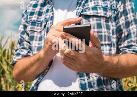 Agronomo la digitazione di un messaggio di testo sullo smartphone nel campo di mais sulle soleggiate giornate estive, utilizzando le moderne tecnologie per la comunicazione in agricoltura, c Foto Stock